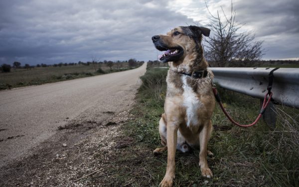 PUPs, browser hijacking and how to use DNS data to spot it