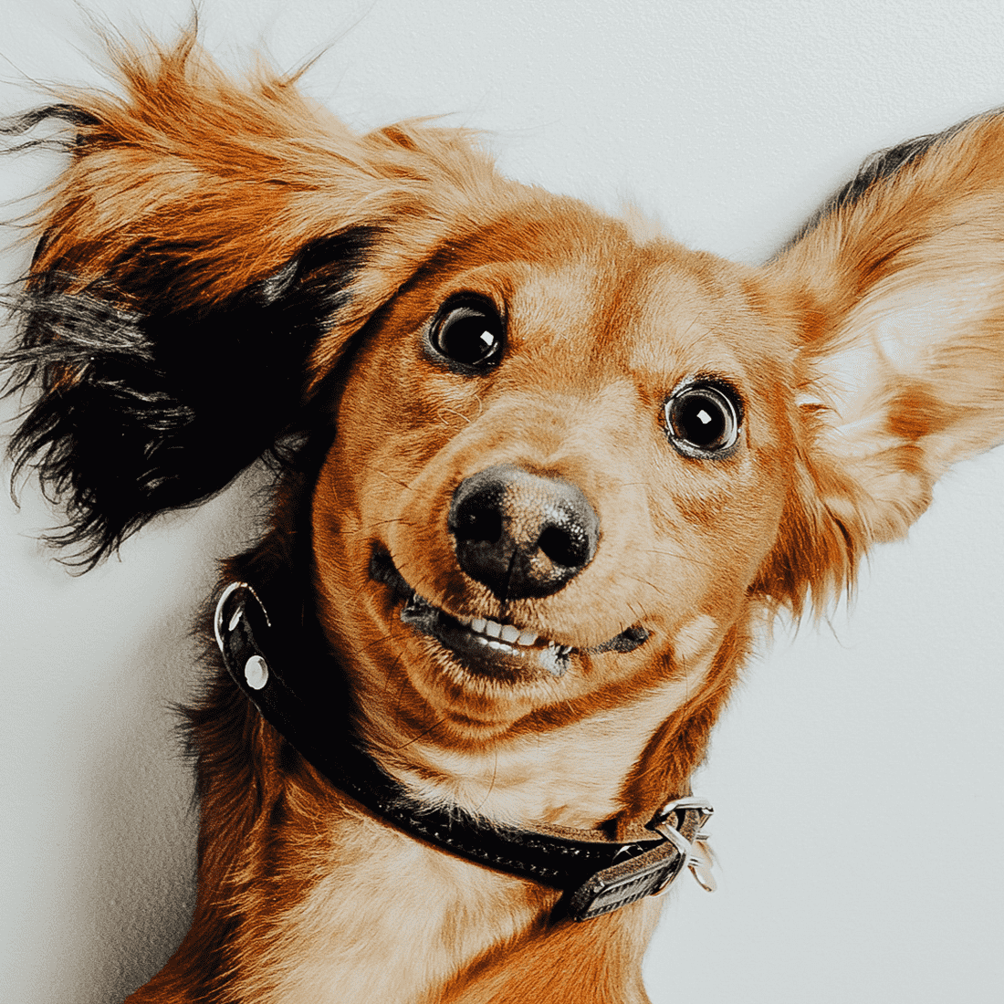 Dog Blog