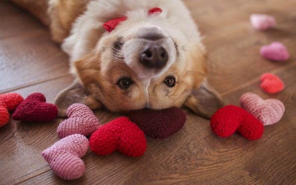 Fill your Valentine’s Day with these .CA gift ideas