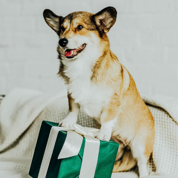 .CA pet gift guide