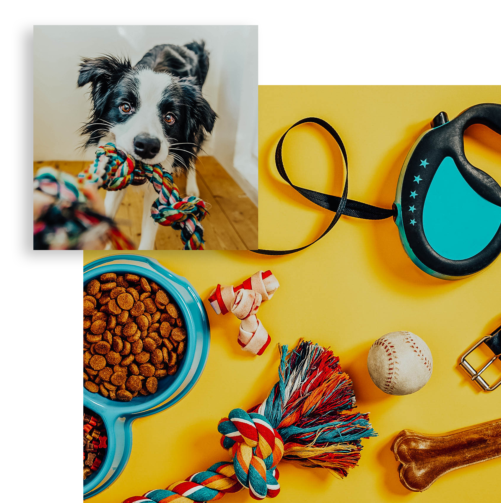 Pet Gift