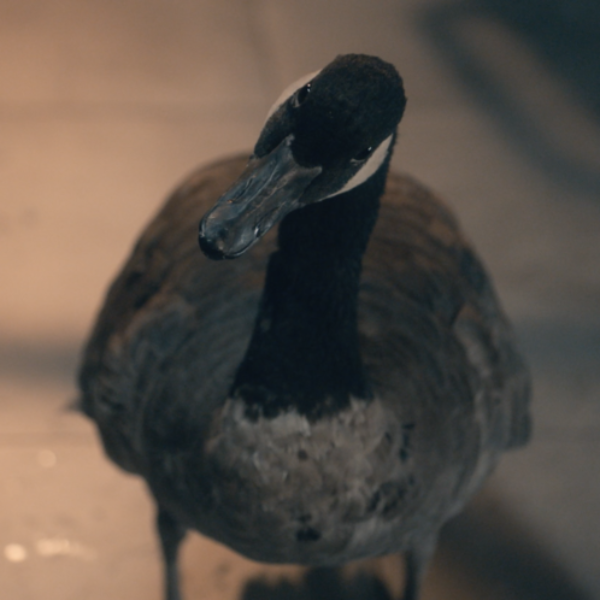 Listen to the Goose
