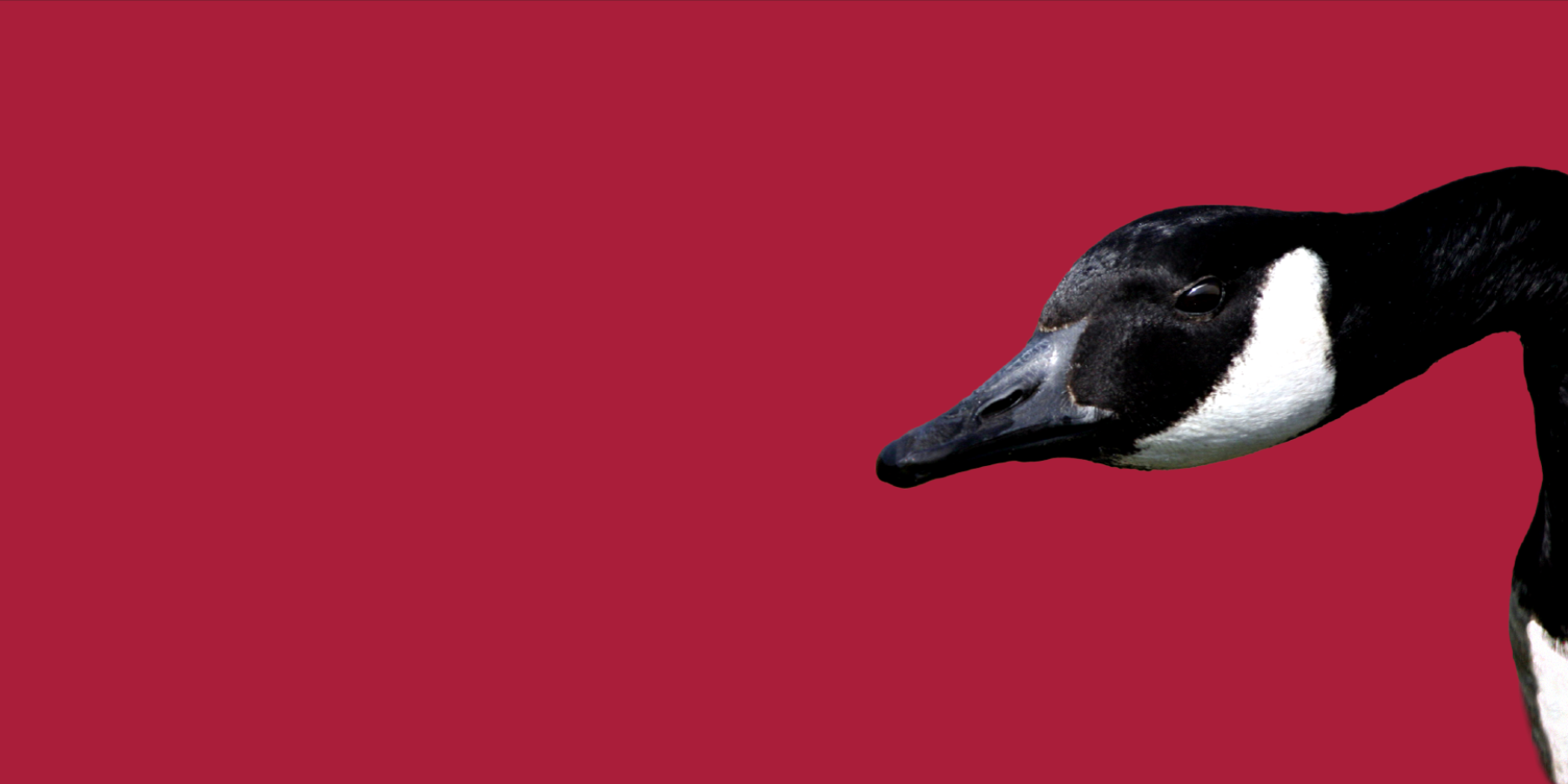 Close up of a goose