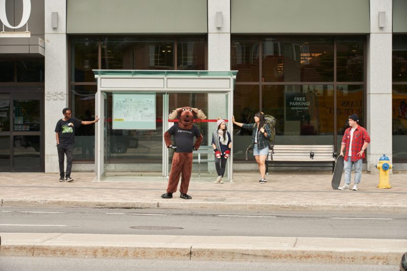 Moose waits for bus
